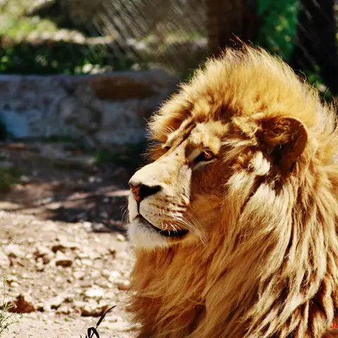 Société d'Exploitation Zoo du Mont Faron