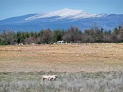 La Table Du Ventoux