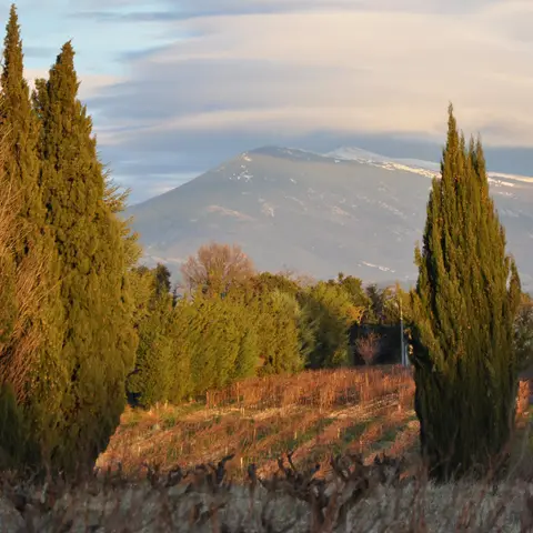 Les Cypres de l'Etang