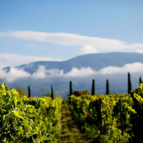 Domaine les Patys