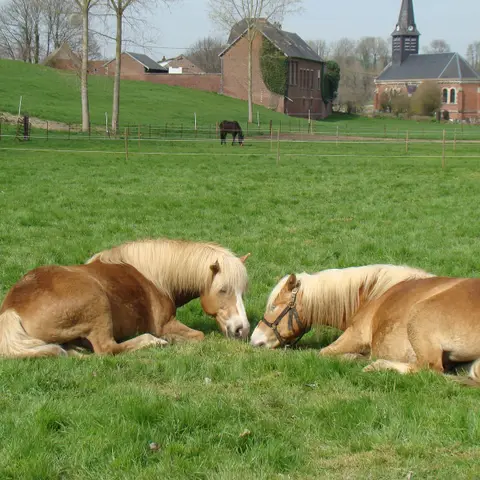 Poney Club Les Coquelicots