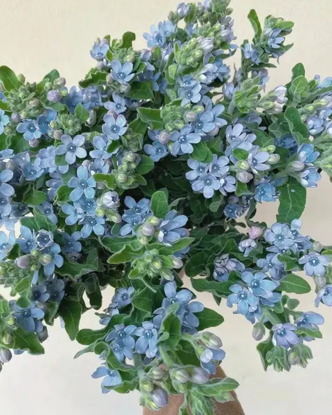 Fleur Bleue