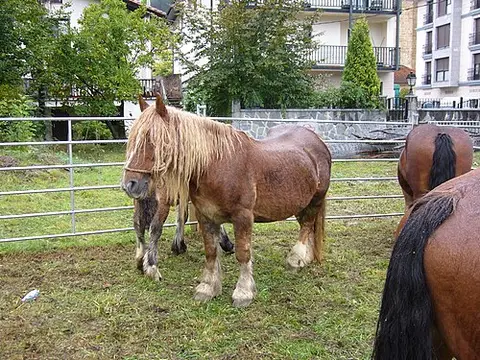 Rhéa Horses