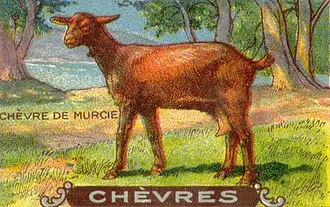 GAEC Laetit'Chèvres de Bounas