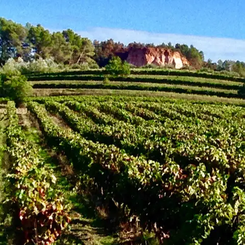 Vignobles Chasson