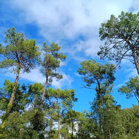 Forêt domaniale de Cuges les Pins