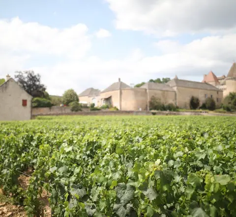 Château Margüi Vineyards