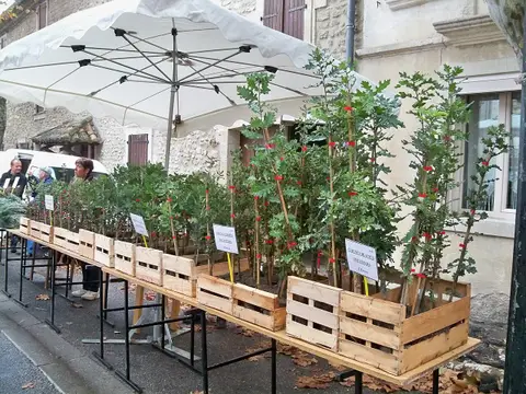 Maison Valayer - Vente de plants truffiers