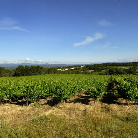 Domaine La Grand Vigne