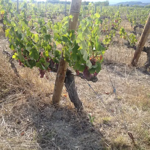 Domaine de Chantegrillet