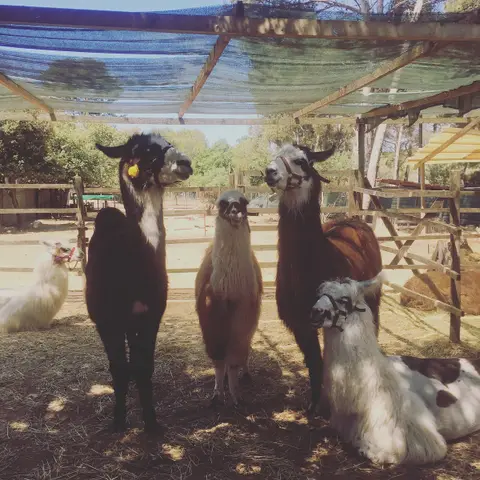 Var Lamas