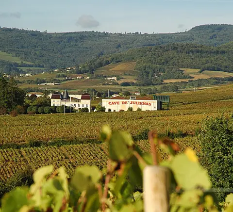 Cave des Femmes Vignes Rhône (Association groupement)