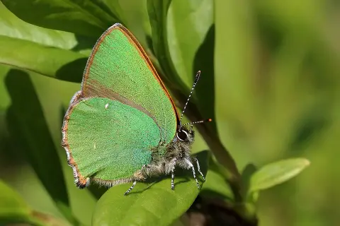 Les Papillons Verts