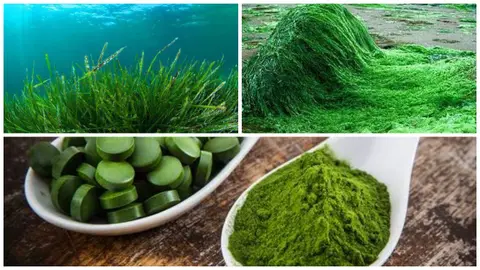 Spiruline de l'Essen'Ciel