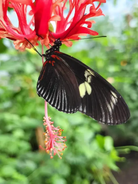 Jardins des papillons
