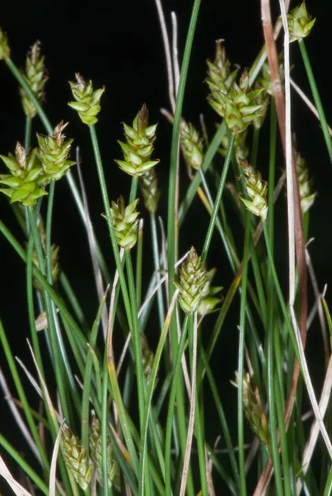Carex
