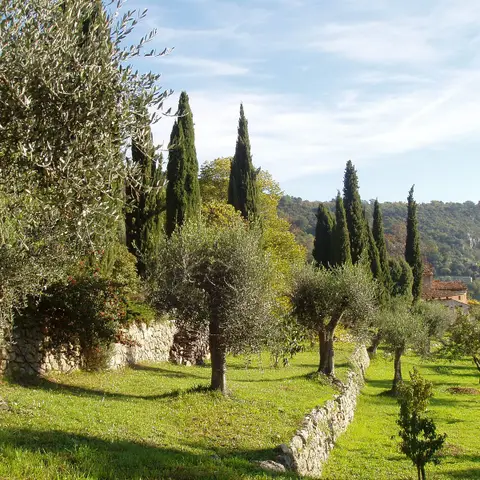 Oliveraie Domaine de La Pierre Plantée