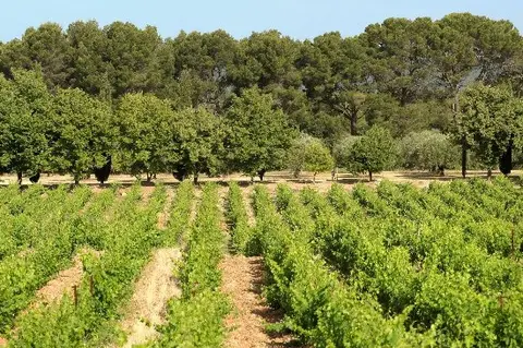 Domaine Saint-Jean de Villecroze