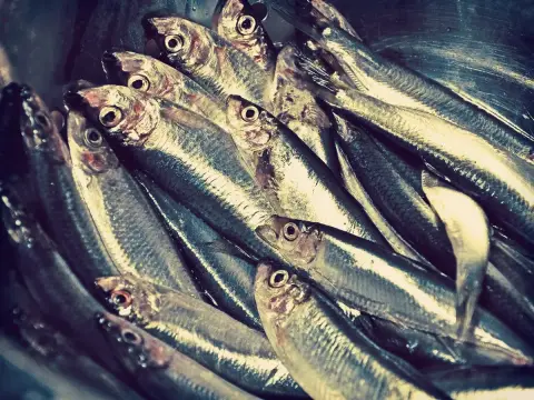 Marché aux Poissons