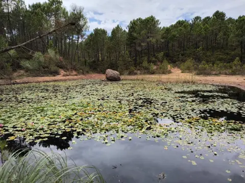 Haut-Lac Nénuphar