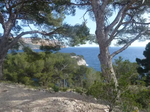 Forêt domaniale des Calanques