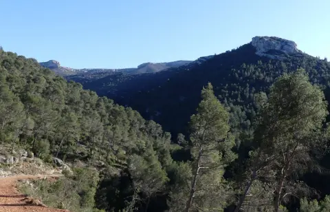 AURIOL - Le bois de la Lare