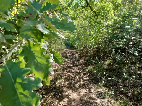 Les sous-bois de Saint Zacharie