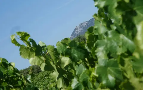 Château Carpe Diem