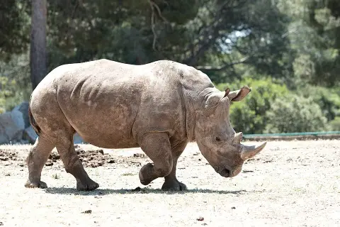 Petit Train du parc animalier de La Barben