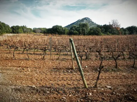 Le vignoble aixois, le vignoble des bastides - Un week-end à la montagne de la V