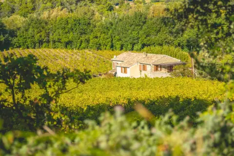 Domaine Le Puy du Maupas