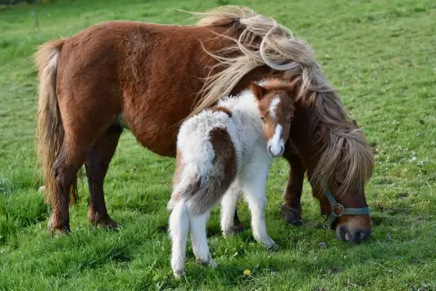 Poney Club Le Galopin