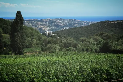 Vignoble Rasse