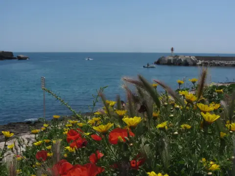 Le Marin Surf Shop