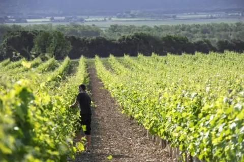 Domaine Lou Roucas