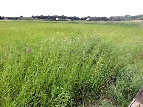 ENS Étang Salé de Courthézon