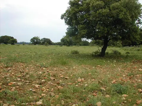Réserve naturelle nationale des Coussouls de Crau