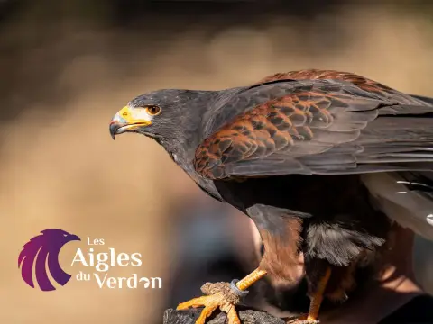 Parc Animalier Les Aigles du Verdon
