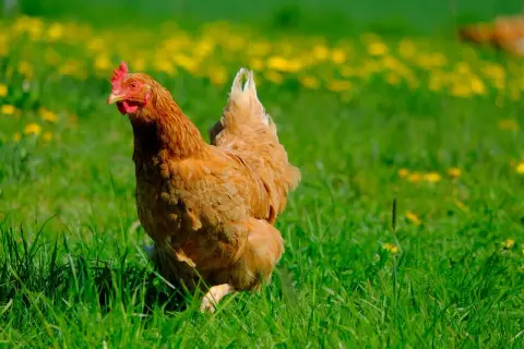 Les Poulettes de Bazaine