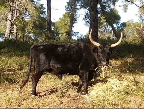 Manade Vallat