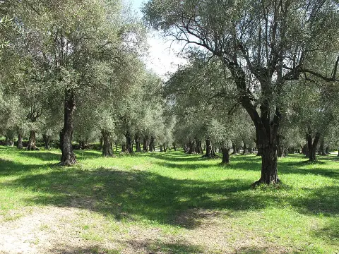 Parc du Pian