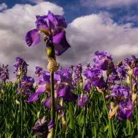 Val d'Iris