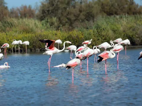 La Camargue