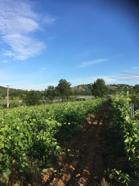 Villa Costebelle - Cave/Vignoble
