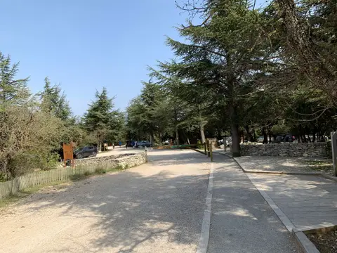Foret de cedres