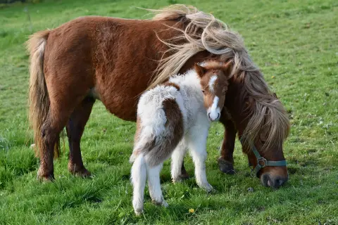 Poney Club Le Galopin