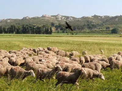 Le tour des Alpilles