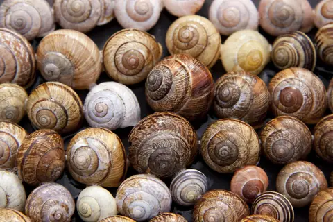 Jocelyn Poudevigne - escargots