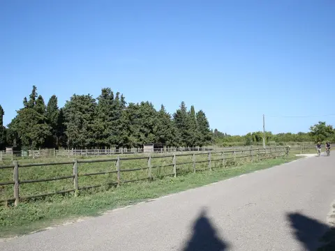 Saint Andiol - Verquières : L'arbre et le patrimoine