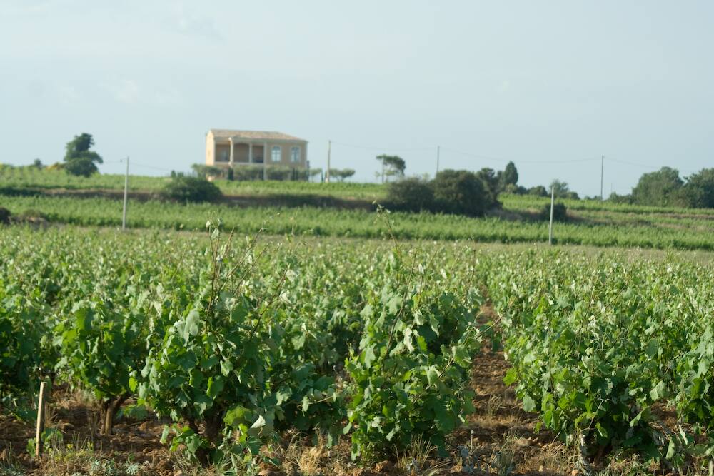 Vignobles
